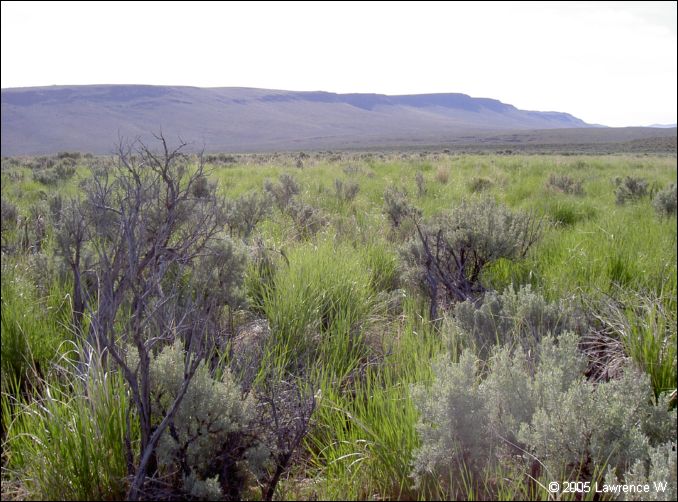 819 shelr bpk 14062005 wild horse pasture up ahead.jpg